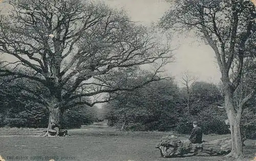 PC71754 Der grüne Antrieb. Epping Forest. A. Pettit