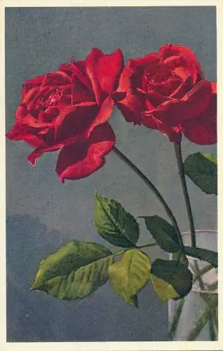 PC68675 Rote Rosen. Gyger und Klopfenstein. Nr. 1953