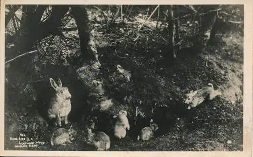 PC70518 Heimleben in einem Seeholz. Abraham. 1952