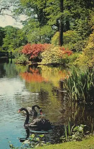 PC70577 Der Savill-Garten. Windsor Great Park. Australische schwarze Schwäne im Upp