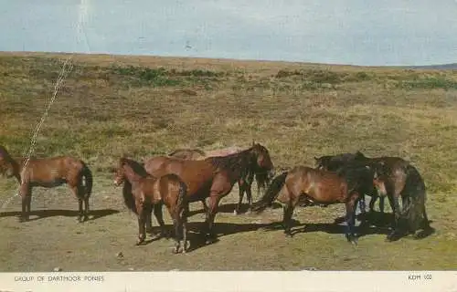 PC73932 Gruppe von Dartmoor-Ponys. Jarrold. RP. 1955