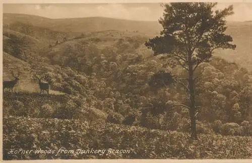 PC74106 Horner Woods von Dunkery Beacon. Frith. Nr. 75008A