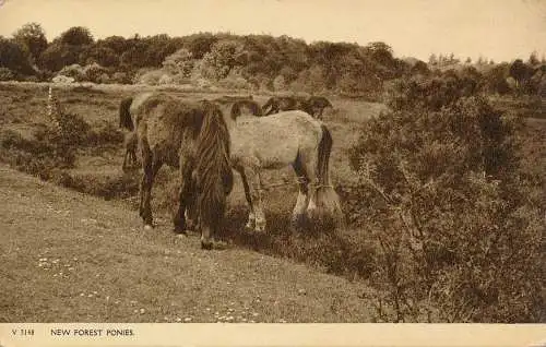 PC74204 New Forest Ponys. Photochrom