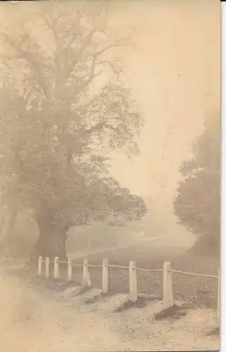 PC75240 alte Postkarte. Park und großer Baum