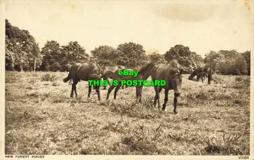 R601783 New Forest Ponys. V3154. Photochrom