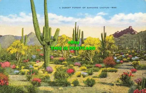 R602441 Ein Wüstenwald des Sahuaro-Kaktus. M45. McCulloch Bros. Saguaro oder Giant