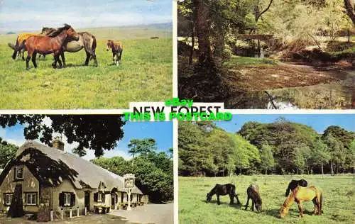 R602644 New Forest. Multi View