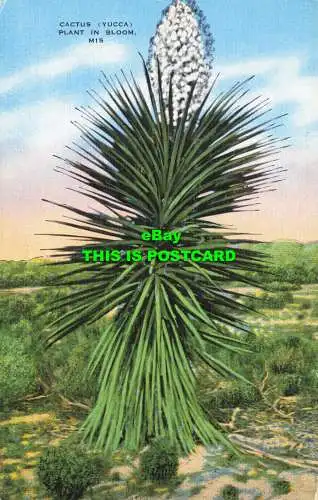 R605028 Kaktus. Yucca. Pflanze in Blüte. E.C. Kropp