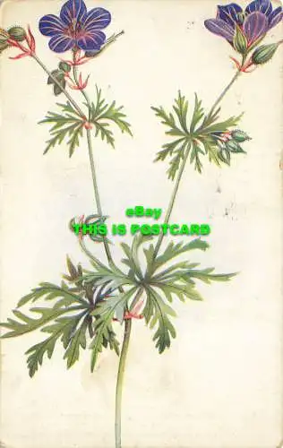 R605131 Britische Wildblumen. A. und C. Schwarz. Seriennr. 84. Charles A. Halle. 1