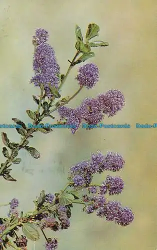 R031212 Ceanothus. Lachs. 1974