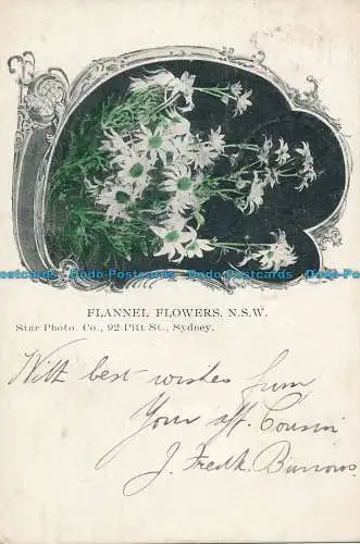 R029813 Flanellblumen. N.S.W. Stern