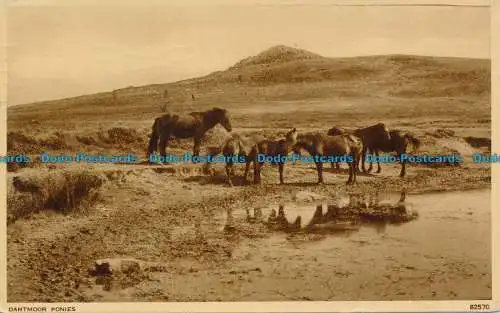 R031324 Dartmoor Ponys. Photochrom. Nr. 82570. 1956