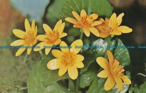 R030565 britische Wildblumen. Weniger Schöllkraut. Lachs. 1973