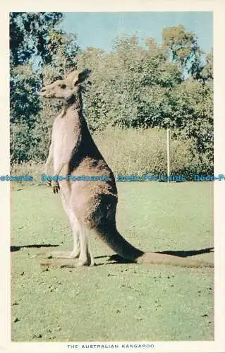 R031853 Das australische Känguru