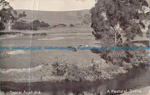 R031862 Typisch Australien. Eine pastorale Szene. 1910