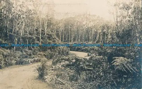 R031874 Alte Postkarte. Weg im Wald