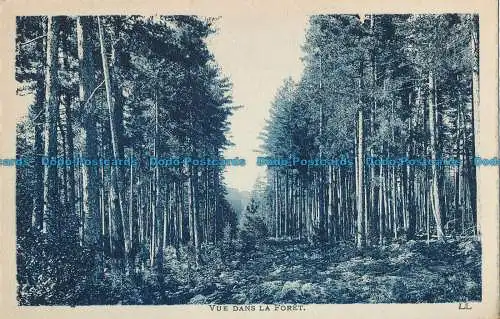 R033923 Blick in den Wald. LL