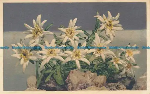 R033093 Edelweiss. Leontopodium alpinum. Photoglob