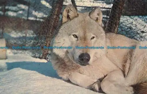 R035072 Canis Lupus Nubilus im Wolfspark