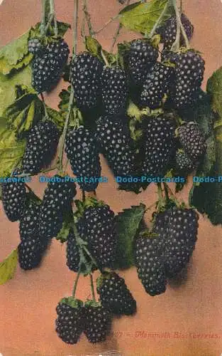 R035263 Mammut Brombeeren