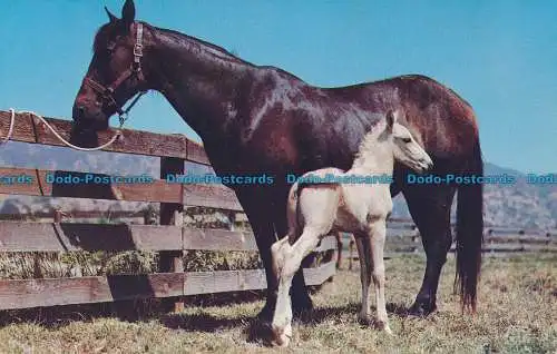 R035268 Alte Postkarte. Pferd und Pony. Alfred Mainzer