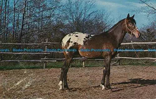 R035271 Appaloosa. Mike Roberts