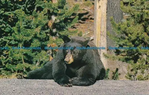 R035480 Schwarzbär im Yellowstone Nationalpark. Wyoming