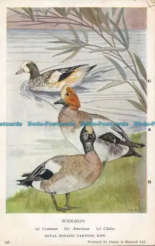 R000766 Widgeon. Royal Botanic Gardens. Schräg. Clarke und Sherwell. 1939