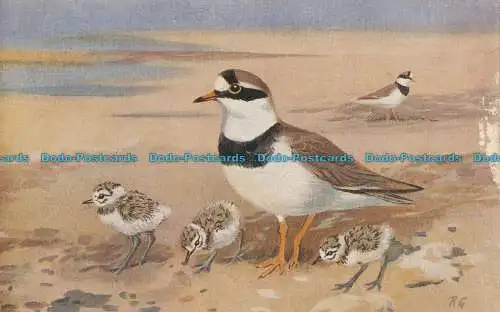 R000774 Ring Plover. R.S. Art Presse. 1938