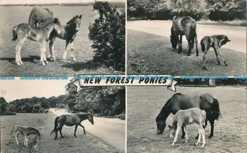 R001212 New Forest Ponys. Multi-View. Lachs. RP. 1959