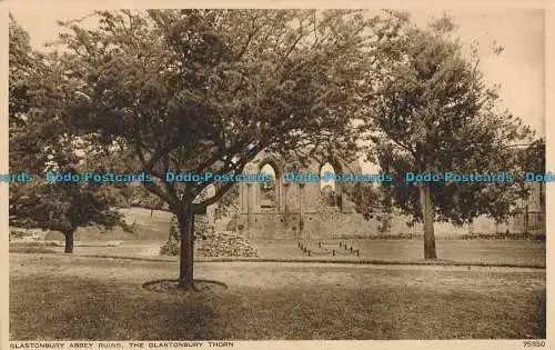 R001500 Ruinen der Glastonbury Abbey. Der Glastonbury Thorn. Photochrom. Nr. 75850