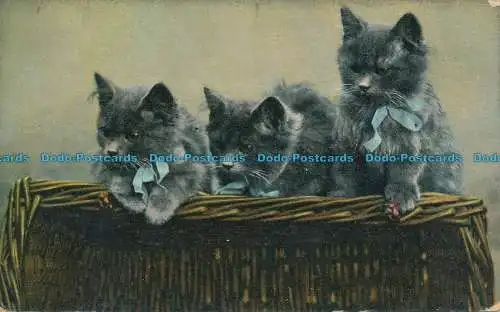 R001925 alte Postkarte. Katzen. B. B. London. 1907