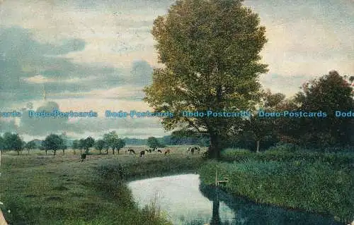 R002869 Alte Postkarte. Fluss und Bäume. Ritter. 1905