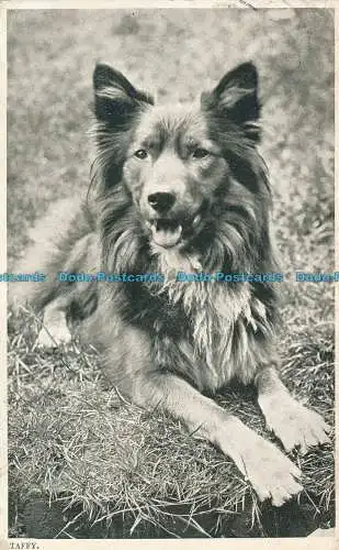 R003546 Taffy. Ein Hund. Knutman. 1905