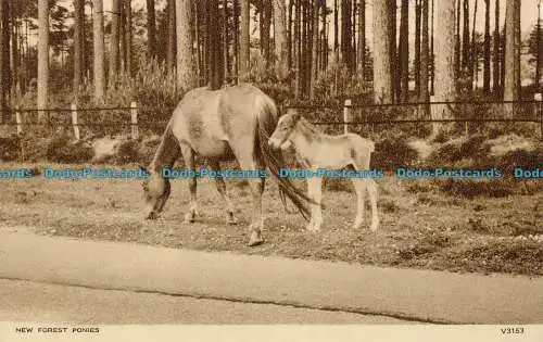 R004239 New Forest Ponys. Photochrom. Nr. V3253