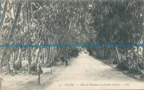 R012497 Algier. Bambusallee im Probegarten. LL. Nr. 40