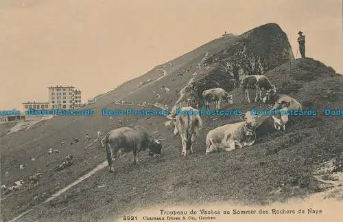 R013258 Kuhherde auf dem Gipfel der Felsen von Naye. Fleischbrüder. Nr. 59