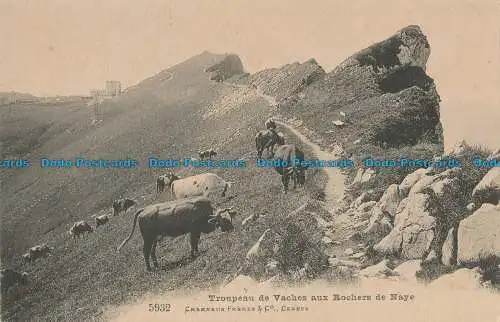 R013278 Kuhherde in den Felsen von Naye. Fleischbrüder. Nr. 5932