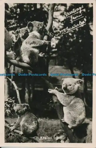 R013934 Grüße aus Australien. Koalas. Mowbray. B. Hopkins