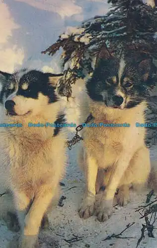 R036388 Alaskan Husky Schlittenhunde. J. und H. Verkäufe