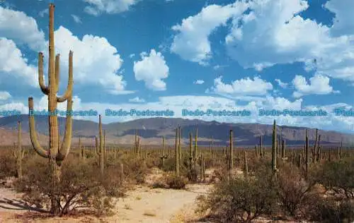 R063428 Straße durch die Saguaros. Ray Manley. Petley