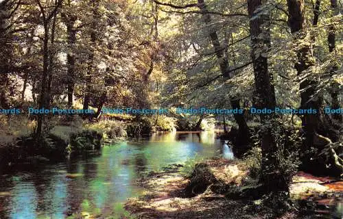 R063483 Queens Bower. Brockenhurst. Fotopräzision