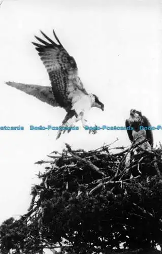 R062502 Ospreys am Loch Garten Eyrie. Stanley C. Porter