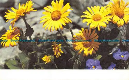 R063736 Alte Postkarte. Gelbe Blumen. Stehli