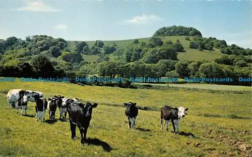 R063763 Chanctonbury Ring. Sussex. Wardell. Bamforth. Farbglanz