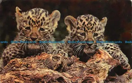 R064616 chinesische Leopardenjungen. M. Lyster