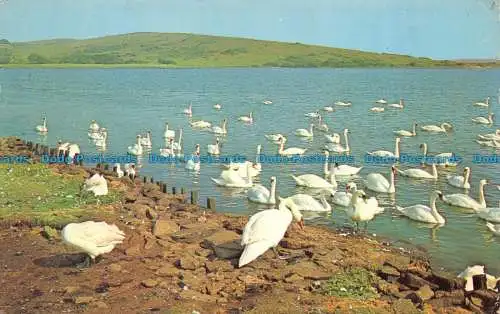 R065275 Abbotsbury Swannery. Nr. Weymouth. Dorset. A.J. Howard