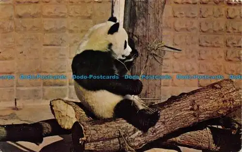 R064891 Riesenpanda. 1965