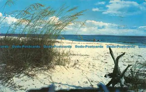 R065407 Schöner weißer Sandstrand an der Küste von Florida. Koppel. 1976