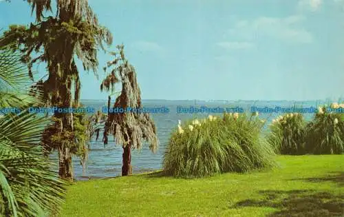 R065411 Pampasgras spanisches Moos und Palmen mit Blick auf den Karlssee. Die